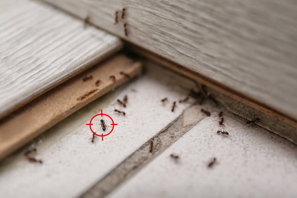 Best Rat Extermination Near Me  in Warsaw, MO