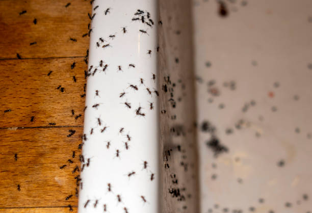 Best Termite Control Services  in Warsaw, MO