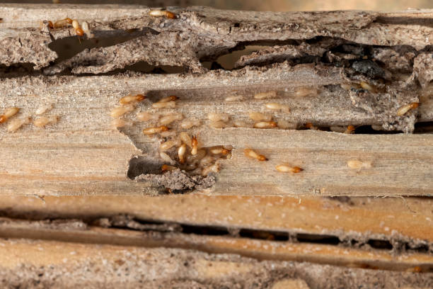 Best Pest Control Near Me in Warsaw, MO